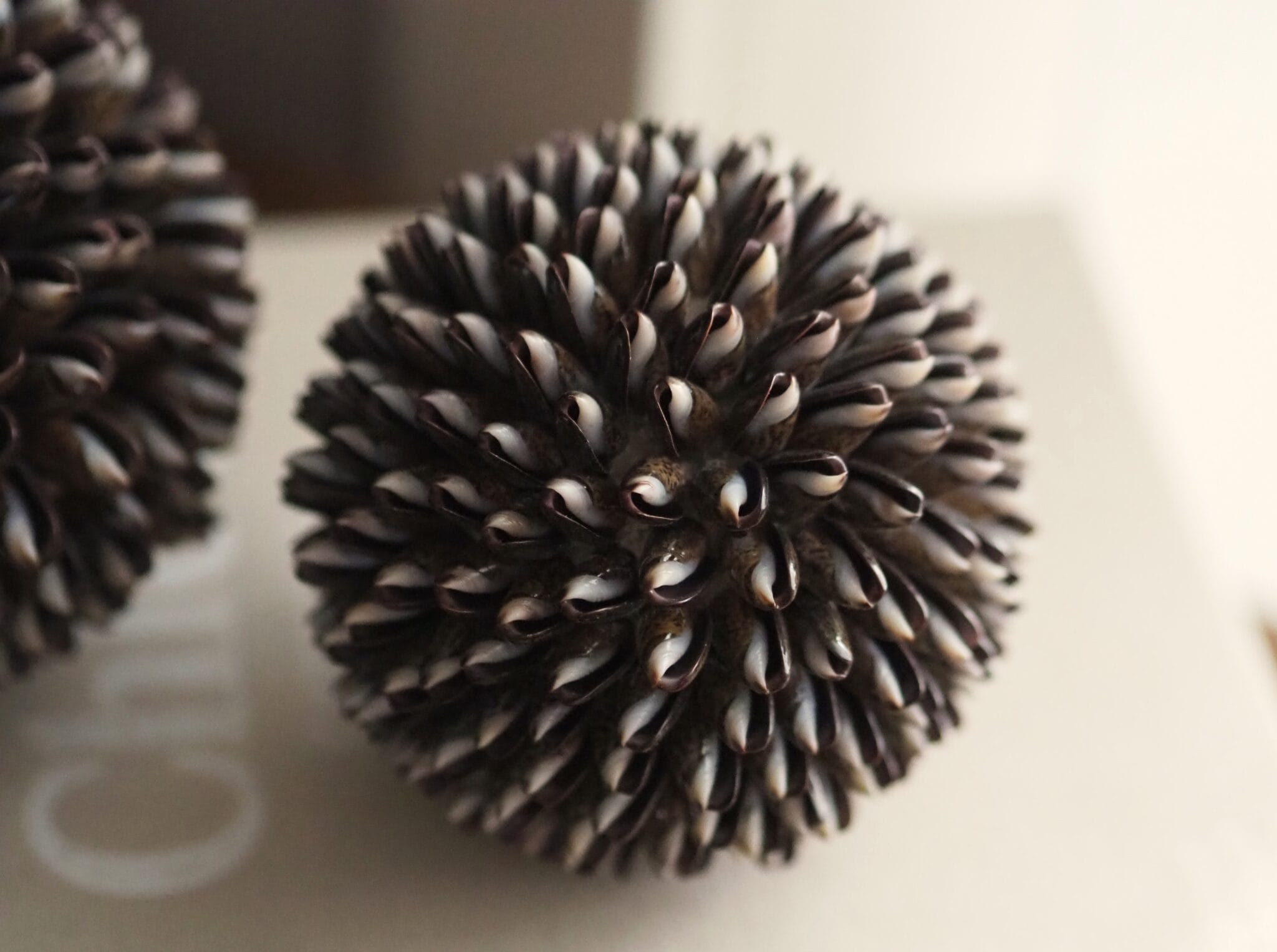 Schelpenbol | brown